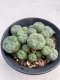 Lophophora williamsii 8-10 cm 13 years old - ownroot grow from seed