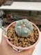 Lophophora williamsii Texana 3-5 cm 8 years old - ownroot grow from seed give flower