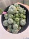 Lophophora williamsii 8-10 cm 13 years old - ownroot grow from seed