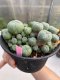 Lophophora williamsii 8-10 cm 13 years old - ownroot grow from seed