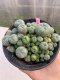 Lophophora williamsii 8-10 cm 13 years old - ownroot grow from seed