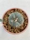 Lophophora williamsii Texana 3-5 cm 8 years old - ownroot grow from seed give flower