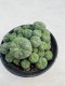 Lophophora williamsii 8-10 cm 13 years old - ownroot grow from seed