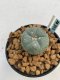 Lophophora williamsii Texana 3-5 cm 8 years old - ownroot grow from seed give flower