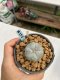 Lophophora williamsii Texana 3-5 cm 8 years old - ownroot grow from seed give flower