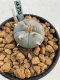 Lophophora williamsii Texana 3-5 cm 8 years old - ownroot grow from seed give flower