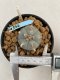 Lophophora williamsii Texana 3-5 cm 8 years old - ownroot grow from seed give flower