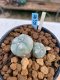 Lophophora williamsii Texana 3-5 cm 8 years old - ownroot grow from seed give flower