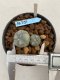 Lophophora williamsii Texana 3-5 cm 8 years old - ownroot grow from seed give flower