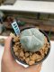 Lophophora williamsii Texana 3-5 cm 8 years old - ownroot grow from seed give flower