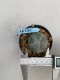 Lophophora williamsii Texana 3-5 cm 8 years old - ownroot grow from seed give flower