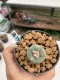 Lophophora williamsii Texana 3-5 cm 8 years old - ownroot grow from seed give flower