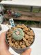 Lophophora williamsii Texana 3-5 cm 8 years old - ownroot grow from seed give flower