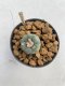 Lophophora williamsii Texana 3-5 cm 8 years old - ownroot grow from seed give flower