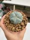 Lophophora williamsii Texana 3-5 cm 8 years old - ownroot grow from seed give flower