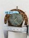 Lophophora williamsii Texana 3-5 cm 8 years old - ownroot grow from seed give flower