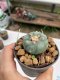 Lophophora williamsii Texana 3-5 cm 8 years old - ownroot grow from seed give flower