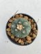 Lophophora williamsii Texana 3-5 cm 8 years old - ownroot grow from seed give flower