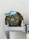 Lophophora williamsii Texana 3-5 cm 8 years old - ownroot grow from seed give flower