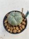 Lophophora williamsii Texana 3-5 cm 8 years old - ownroot grow from seed give flower