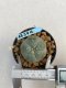 Lophophora williamsii Texana 3-5 cm 8 years old - ownroot grow from seed give flower