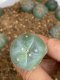 Lophophora fricii super white size 3-4 cm JAPAN import 7 years old - can give flower and seed including PHYTOSANITARY CERTIFICATES AND CITES DOCUMENT