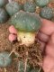 Lophophora fricii super white size 3-4 cm JAPAN import 7 years old - can give flower and seed including PHYTOSANITARY CERTIFICATES AND CITES DOCUMENT