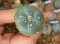 Lophophora fricii super white size 3-4 cm JAPAN import 7 years old - can give flower and seed including PHYTOSANITARY CERTIFICATES AND CITES DOCUMENT