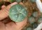 Lophophora fricii super white size 3-4 cm JAPAN import 7 years old - can give flower and seed including PHYTOSANITARY CERTIFICATES AND CITES DOCUMENT