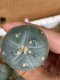 Lophophora fricii super white size 3-4 cm JAPAN import 7 years old - can give flower and seed including PHYTOSANITARY CERTIFICATES AND CITES DOCUMENT