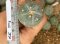 Lophophora fricii super white size 3-4 cm JAPAN import 7 years old - can give flower and seed including PHYTOSANITARY CERTIFICATES AND CITES DOCUMENT