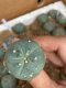 Lophophora fricii super white size 3-4 cm JAPAN import 7 years old - can give flower and seed including PHYTOSANITARY CERTIFICATES AND CITES DOCUMENT