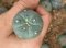 Lophophora fricii super white size 3-4 cm JAPAN import 7 years old - can give flower and seed including PHYTOSANITARY CERTIFICATES AND CITES DOCUMENT