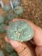 Lophophora fricii super white size 3-4 cm JAPAN import 7 years old - can give flower and seed including PHYTOSANITARY CERTIFICATES AND CITES DOCUMENT