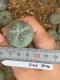 Lophophora fricii super white size 3-4 cm JAPAN import 7 years old - can give flower and seed including PHYTOSANITARY CERTIFICATES AND CITES DOCUMENT