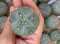 Lophophora fricii super white size 3-4 cm JAPAN import 7 years old - can give flower and seed including PHYTOSANITARY CERTIFICATES AND CITES DOCUMENT