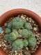 Lophophora williamsii monstrose 4 cm 8 years old grow from seed ownroot from Japan