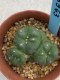 Lophophora williamsii monstrose 4 cm 8 years old grow from seed ownroot from Japan