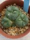 Lophophora williamsii monstrose 4 cm 8 years old grow from seed ownroot from Japan