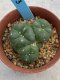 Lophophora williamsii monstrose 4 cm 8 years old grow from seed ownroot from Japan