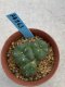 Lophophora williamsii monstrose 4 cm 8 years old grow from seed ownroot from Japan