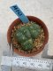 Lophophora williamsii monstrose 4 cm 8 years old grow from seed ownroot from Japan