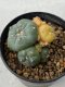 Lophophora williamsii variegata 5-6 cm 8 years old grow from seed ownroot from Japan