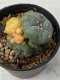 Lophophora williamsii variegata 5-6 cm 8 years old grow from seed ownroot from Japan