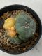 Lophophora williamsii variegata 5-6 cm 8 years old grow from seed ownroot from Japan