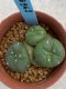 Lophophora williamsii monstrose 4 cm 8 years old grow from seed ownroot from Japan