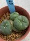 Lophophora williamsii monstrose 4 cm 8 years old grow from seed ownroot from Japan