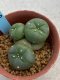 Lophophora williamsii monstrose 4 cm 8 years old grow from seed ownroot from Japan