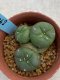 Lophophora williamsii monstrose 4 cm 8 years old grow from seed ownroot from Japan