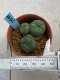 Lophophora williamsii monstrose 4 cm 8 years old grow from seed ownroot from Japan